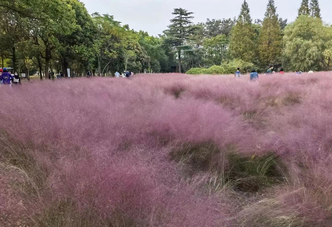 上海崇明區明珠湖公園500米大型浮橋