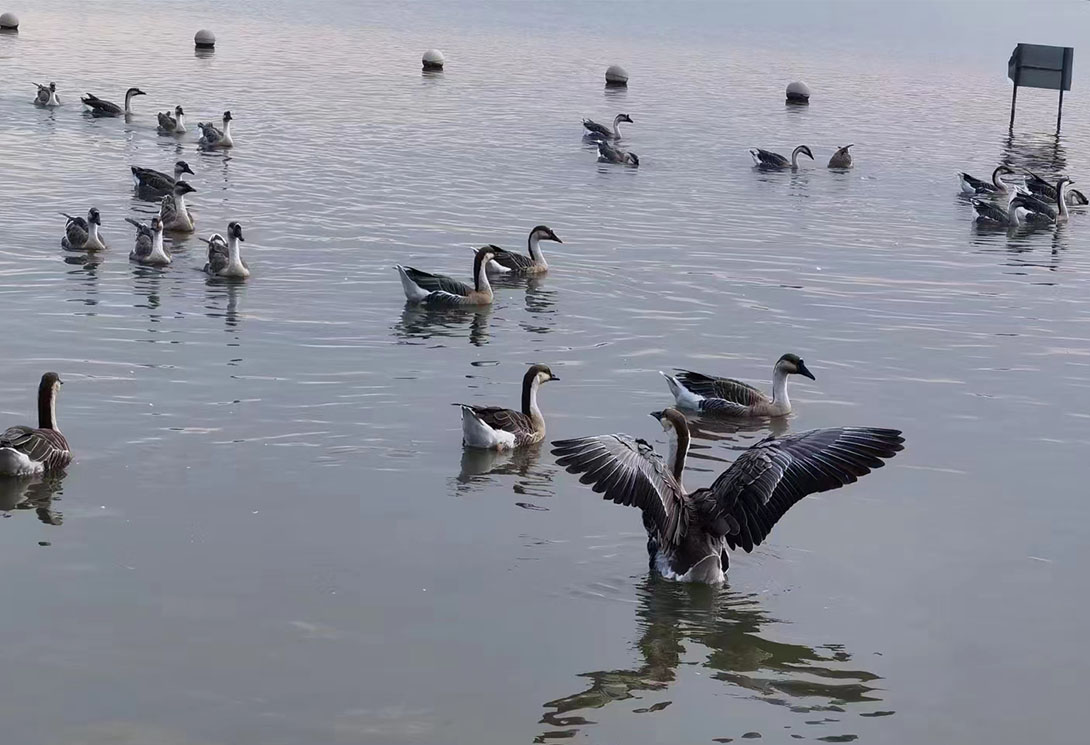 上海崇明區明珠湖公園500米大型浮橋